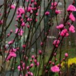 旺财28在风水布局中的重要性 2c4epivz